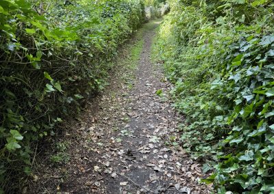 path with vegetation